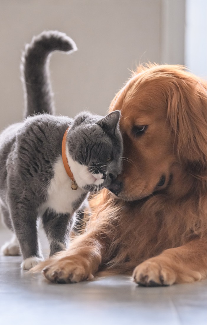 koci-szept-behawiorysta-kotow-pet-sitter-25